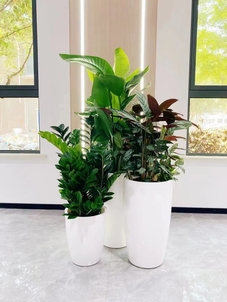 优质海曙绿植出租设计,营造舒适环境